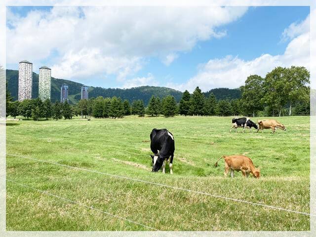 星野リゾートトマムでピクニックランチ