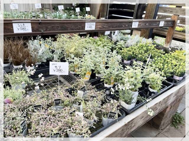 堺「ロベリア」で販売されている葉物の苗