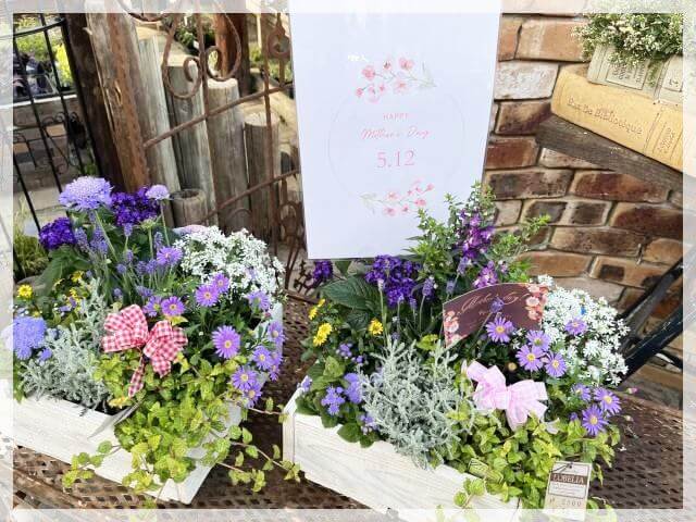 堺「ロベリア」の寄せ植え