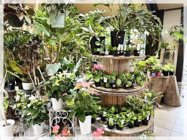 堺「ロベリア」の観葉植物