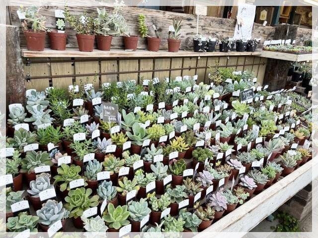 堺「ロベリア」で販売されている多肉植物