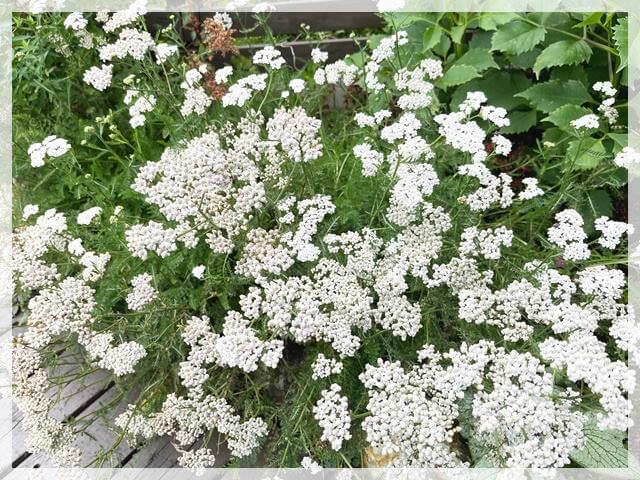琵琶湖テラスで咲いていた花