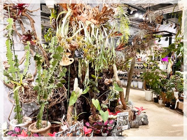 グラングリーン大阪の「ガーデンズ」店内の巨大な観葉植物