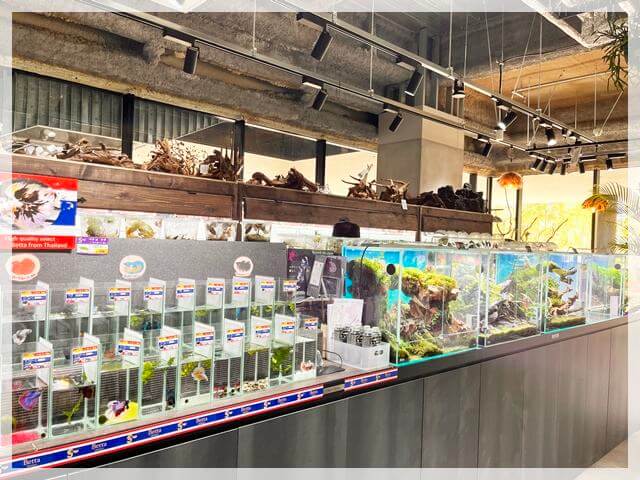 グラングリーン大阪「ガーデンズ」の熱帯魚①