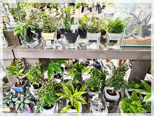 グラングリーン大阪「ガーデンズ」の小さいサイズの観葉植物