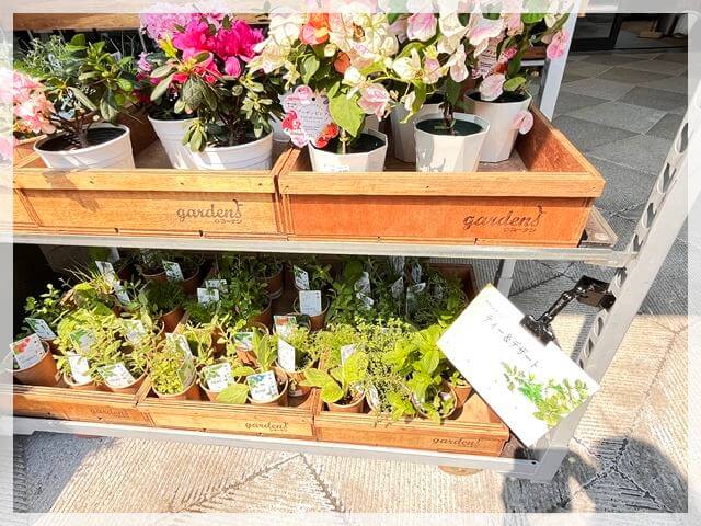グラングリーン大阪「ガーデンズ」のハーブ