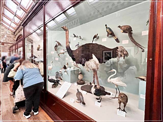 ロンドン自然史博物館の鳥の剥製