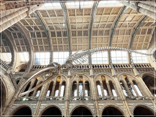 ロンドン自然史博物館の巨大な鯨のレプリカ