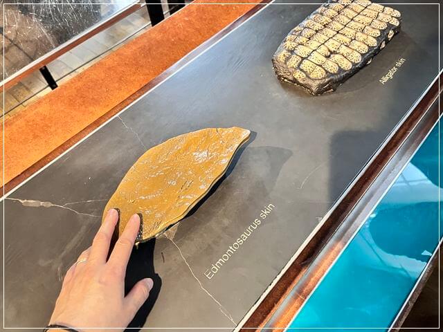 ロンドン自然史博物館で恐竜の皮膚に触る