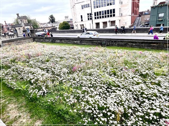ヨークに咲いていた花