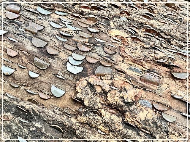 マザーシップトンの洞窟の森にある公園でコインが埋められた木