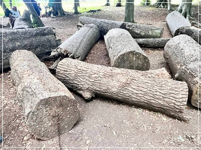 マザーシップトンの洞窟の森にある公園にあるお金を埋め込む木