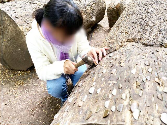 マザーシップトンの洞窟の森にある公園の木にコインを埋める