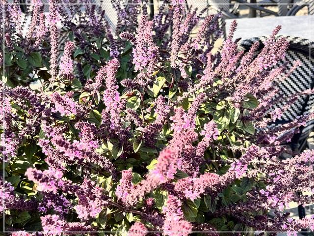 ヘルシンキ大聖堂前の広場に植えられていた花やハーブ