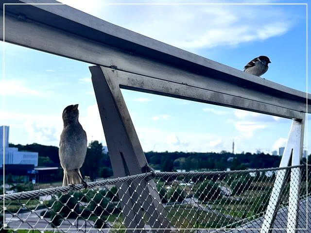 フィンランドの公共図書館Oodi（オーディ）の3階の屋外テラスにいたスズメ