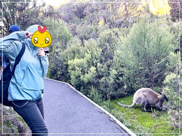 タスマニアのペッパーズクレイドルマウンテンロッジのフットパス沿いにいたワラビーと写真撮影する娘