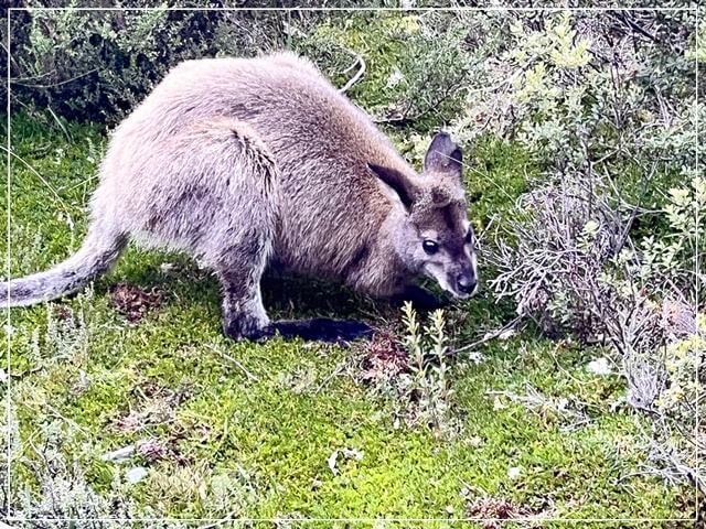 タスマニアのペッパーズクレイドルマウンテンロッジのフットパス沿いにいたワラビー