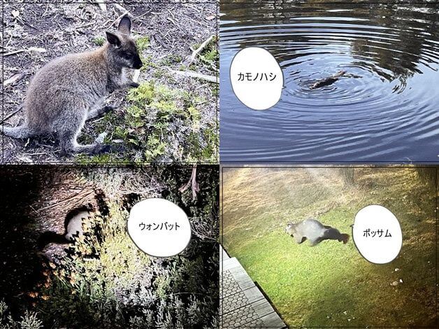 タスマニアのペッパーズクレイドルマウンテンロッジに宿泊して見た野生動物