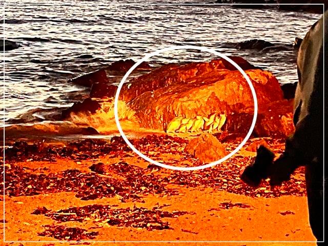 ロウヘッドペンギンツアーのペンギンたち