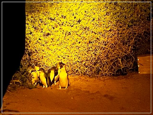 ロウヘッドのペンギンツアーで見たペンギンたち