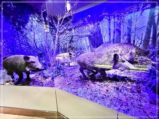 ヘルシンキ自然史博物館の動物標本（イノシシ）