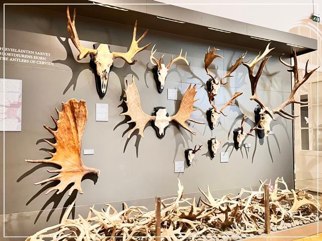 ヘルシンキ自然史博物館の鹿の角