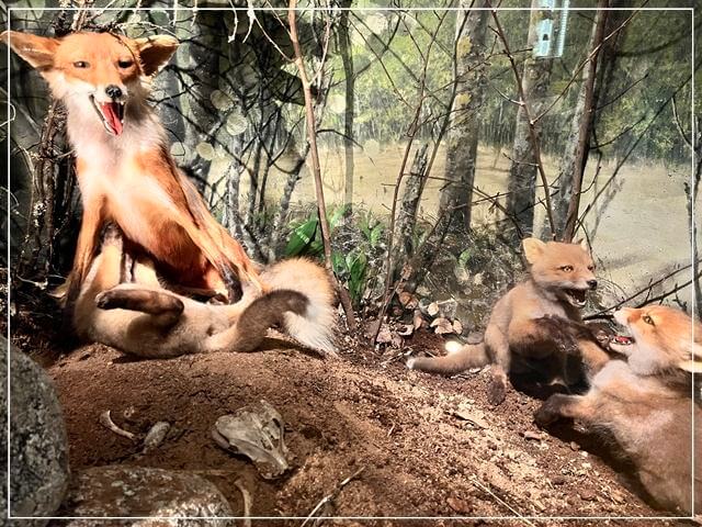 ヘルシンキ自然史博物館の動物標本（キツネ①）