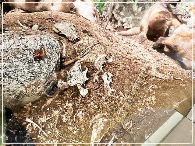 ヘルシンキ自然史博物館の動物標本（キツネ②）