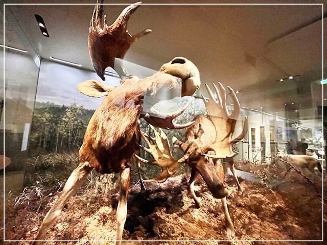 ヘルシンキ自然史博物館の動物標本（ヘラジカ①）
