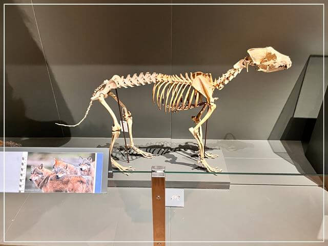 ヘルシンキ自然史博物館の骨格標本（狼）