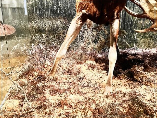 ヘルシンキ自然史博物館の動物標本（ヘラジカ②）