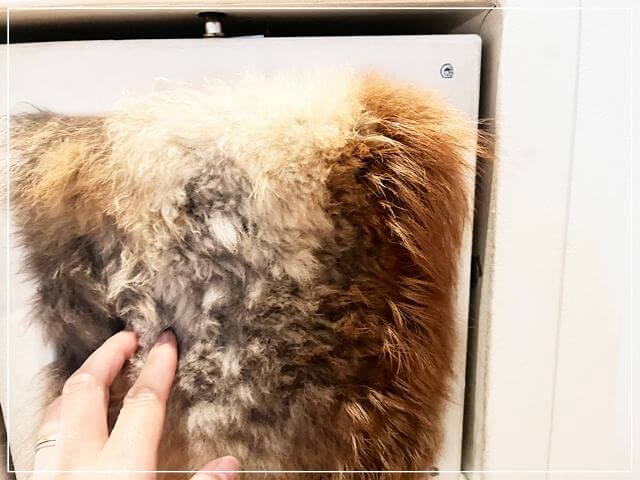 ヘルシンキ自然史博物館の展示パネル②（キツネの毛）