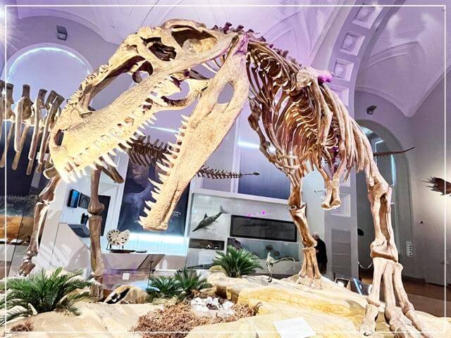 ヘルシンキ自然史博物館のティラノサウルスの標本骨格