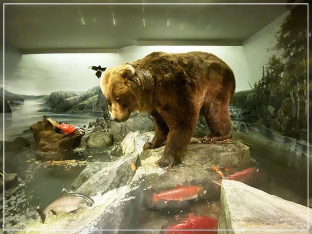 ヘルシンキ自然史博物館の動物標本（鮭を狩る熊）