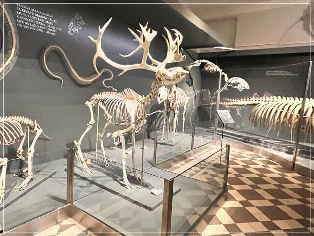ヘルシンキ自然史博物館の骨格標本