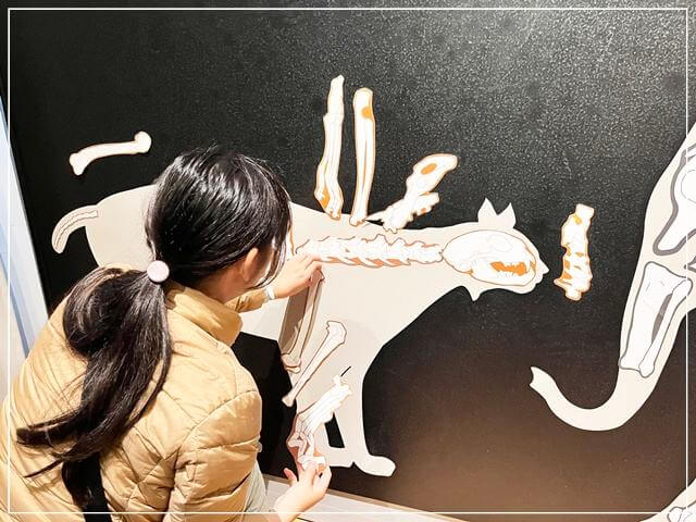 ヘルシンキ自然史博物館の骨マグネット